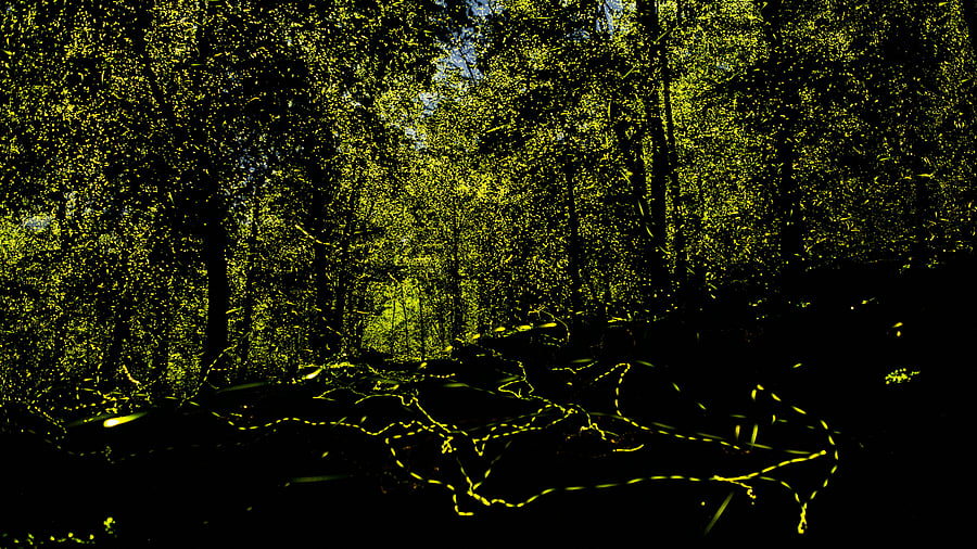 <div class="paragraphs"><p>Male fireflies belonging to the Abscondita terminalis species coming down to mate.</p></div>