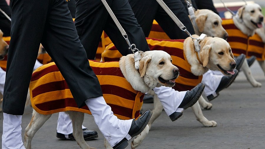 <div class="paragraphs"><p> Representative image of dogs. </p></div>