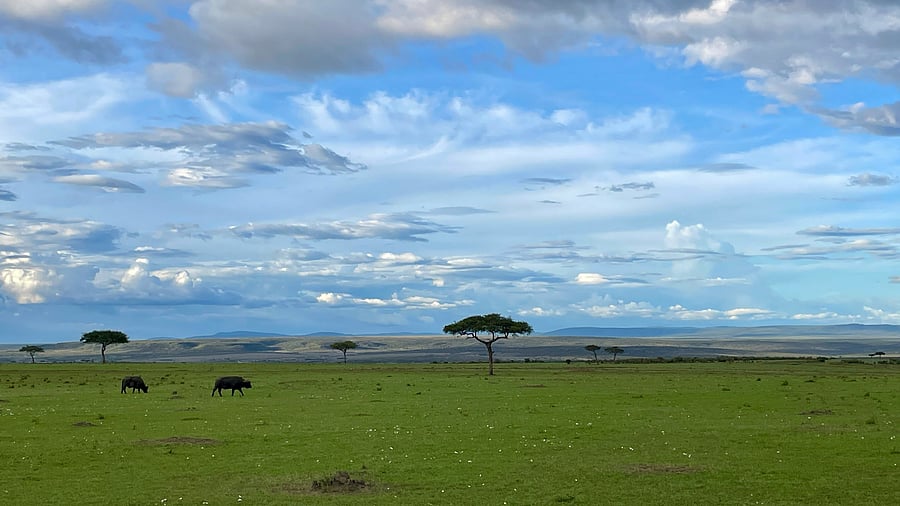 <div class="paragraphs"><p>There are over 40 species of acacia trees in Kenya. </p></div>
