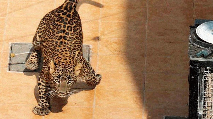 <div class="paragraphs"><p>Representative image showing a leopard.</p></div>