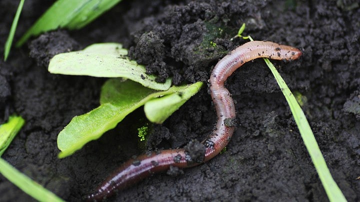 <div class="paragraphs"><p>Representative image of an earthworm.</p></div>