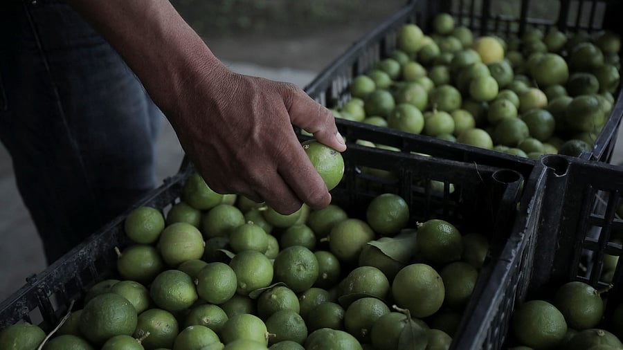<div class="paragraphs"><p>A worker takes a freshly picked lemon from a crate. Representative image.</p></div>
