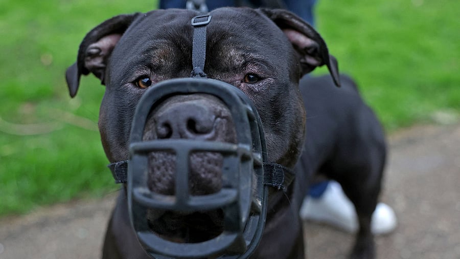 <div class="paragraphs"><p>A muzzled XL Bully dog. The image is only for representational purpose.&nbsp;</p></div>