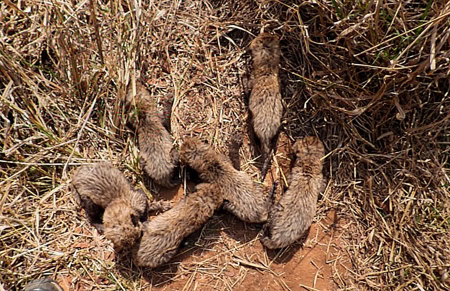 <div class="paragraphs"><p>Six cubs of African cheetah 'Gamini' at the Kuno National Park, in Sheopur district, Madhya Pradesh. </p></div>
