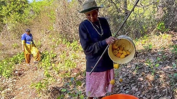 <div class="paragraphs"><p>Cashew farmers in Goa.</p></div>