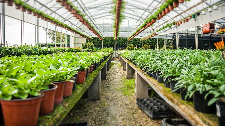 <div class="paragraphs"><p>Representative image of a nursery.</p></div>