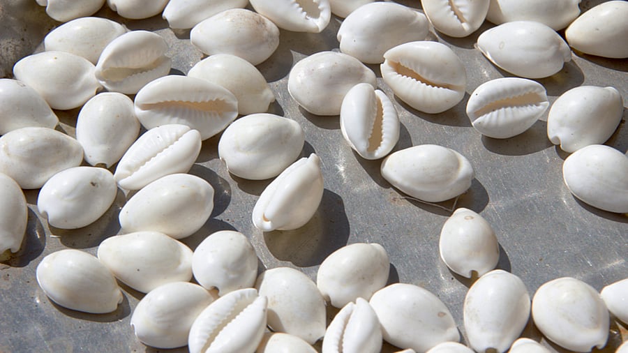 <div class="paragraphs"><p>Representative image of cowrie shells</p></div>