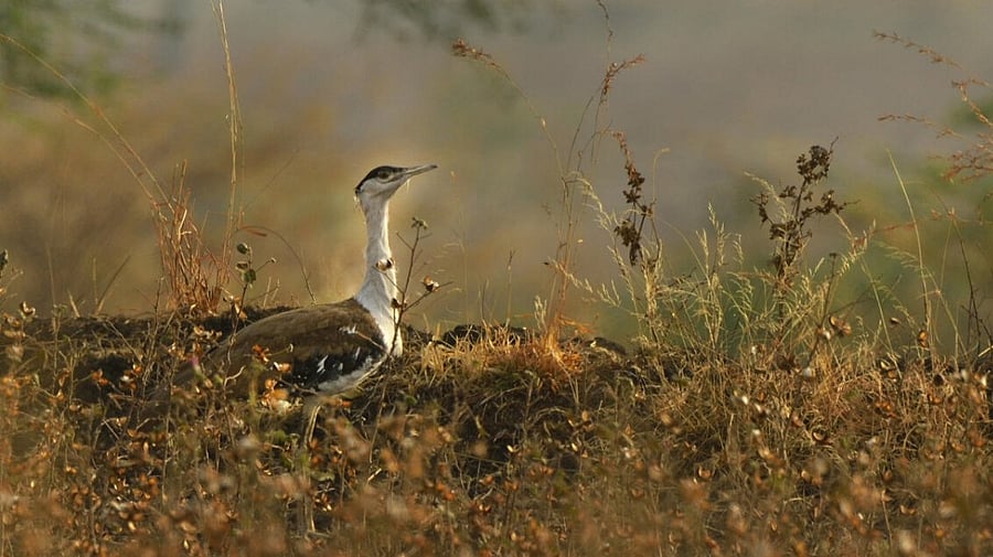 <div class="paragraphs"><p>The Great Indian Bustard. </p></div>