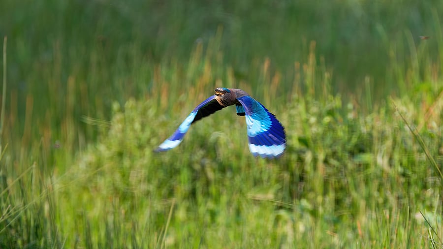 <div class="paragraphs"><p>Indian Roller in flight.&nbsp;</p></div>