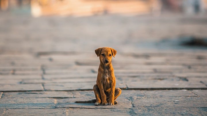 <div class="paragraphs"><p>In a bid to avenge the death of his pet dog, Reddy along with his two friends returned to Ponnakal and shot all the 20 strays in the early hours of February 16 and left the place.</p></div>