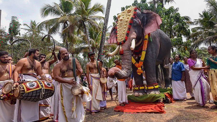 <div class="paragraphs"><p>A realistic mechanical elephant named Mahadevan was gifted by PETA India and actor Priyamani to Thrikkayil Mahadeva temple, Kerala, on March 17, 2024, in honour of the temple's commitment to never hiring or keeping real elephants.</p></div>