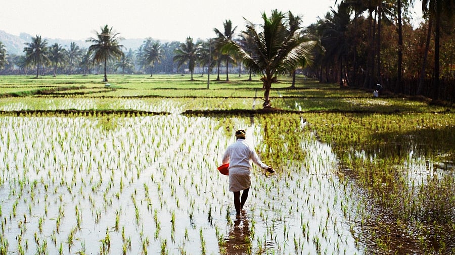 <div class="paragraphs"><p>A farmer works in a paddy field. (Representative image)</p></div>