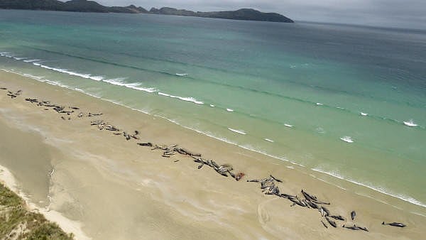 <div class="paragraphs"><p>Stranded pilot whales in Australia</p></div>