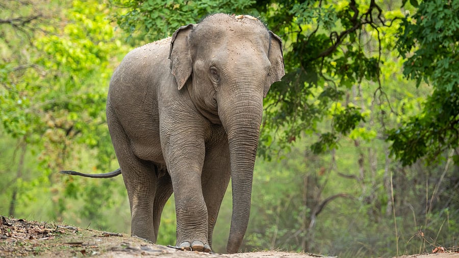 <div class="paragraphs"><p>Representative image showing an elephant.</p></div>