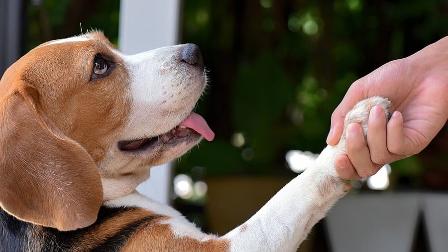 <div class="paragraphs"><p>Representative image. </p></div>