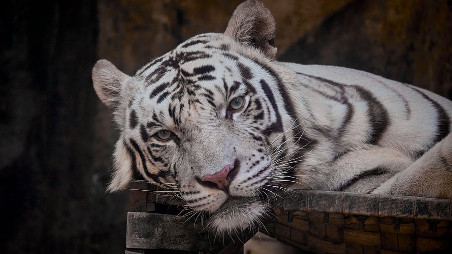 <div class="paragraphs"><p>Representative image for a white tigress.&nbsp;</p></div>