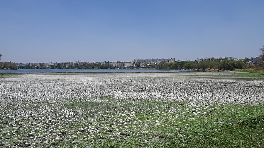 <div class="paragraphs"><p>Madiwala Lake is slowly drying up due to the summer heat. </p></div>