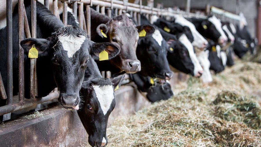 <div class="paragraphs"><p>They are arranging around 10 kg of wet and dry fodder for each animal every day.</p></div>