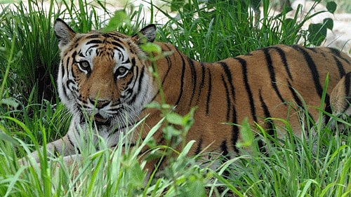 <div class="paragraphs"><p>A tiger killed a cow grazer in Ponnampet of Kodagu district, Karnataka. </p></div>