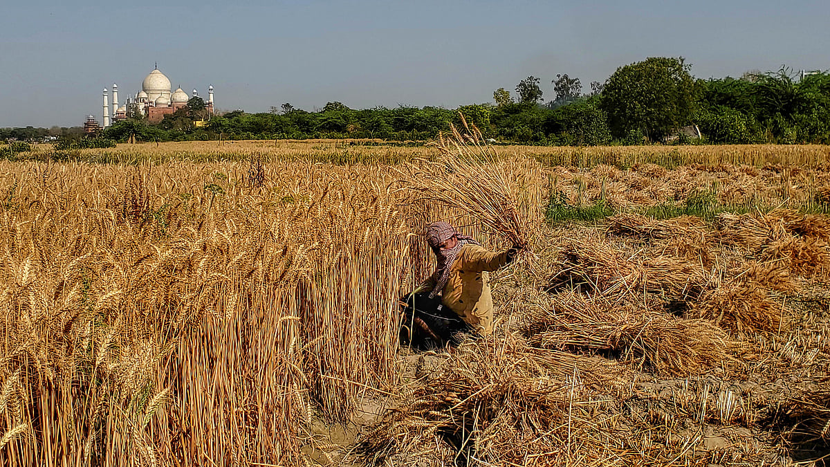 Amid polls, union govt aims 7-fold increase in wheat procurement from ...