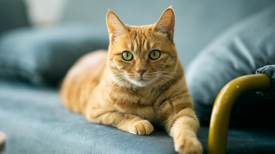 <div class="paragraphs"><p>Representative image of a cat.</p></div>