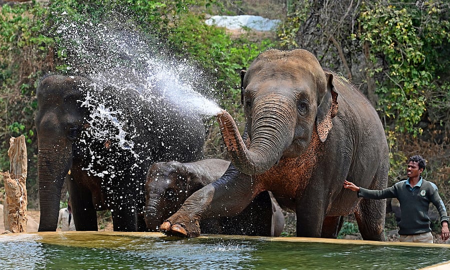 <div class="paragraphs"><p>File phot of an elephant at&nbsp;Bannerghatta national park</p></div>