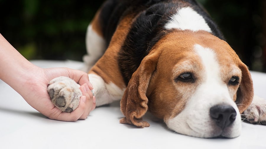 <div class="paragraphs"><p>Pet parents can now use their casual or sick leave without hesitation to attend to the needs of their pets. (Representative image)</p></div>