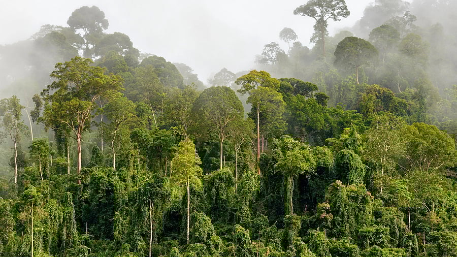 <div class="paragraphs"><p>Representative image of a forest.</p></div>