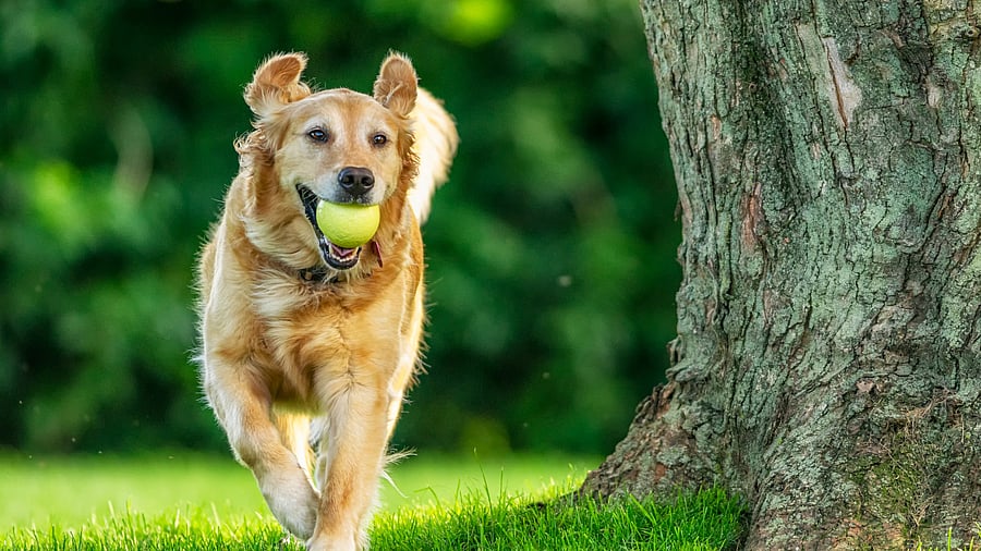 <div class="paragraphs"><p>Representative image</p></div>