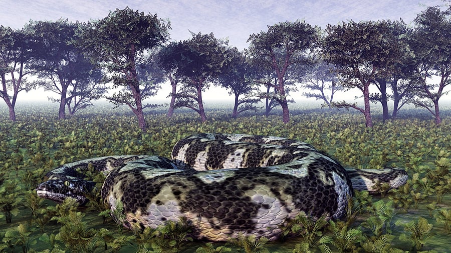 <div class="paragraphs"><p>Representative image of a giant snake</p></div>