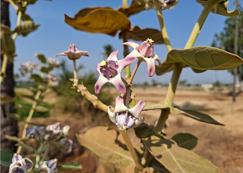 Samsung Galaxy A55 review: Solid mid-range phone with good camera