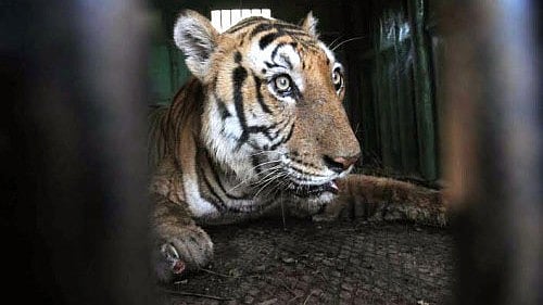 <div class="paragraphs"><p>Representative image of a tiger</p></div>