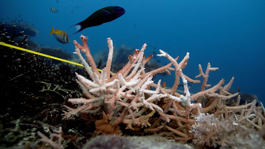 <div class="paragraphs"><p>A bleaching coral is seen in the place where abandoned fishing nets covered it in a reef at the protected area of Ko Losin. Thailand.</p></div>