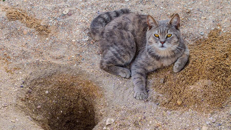 <div class="paragraphs"><p>A cat had fallen into the pit, and one person climbed down to rescue it but got stuck in the sludge inside, officials said. (Representative image)</p></div>