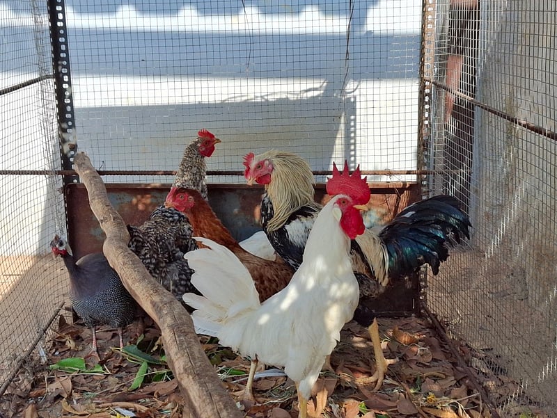 Samsung Galaxy A55 review: Solid mid-range phone with good camera