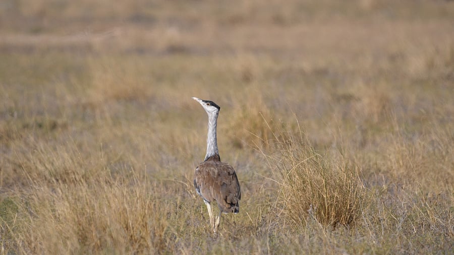 <div class="paragraphs"><p>The&nbsp;Great Indian Bustard.</p></div>