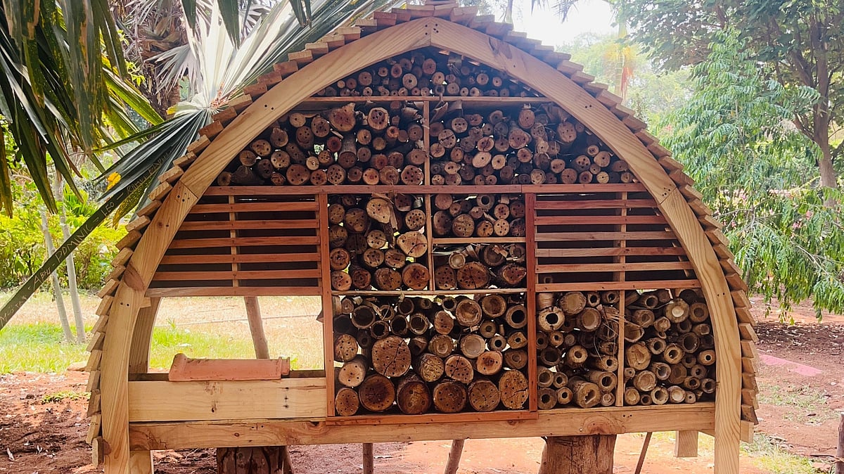 Insect cafes to boost urban biodiversity