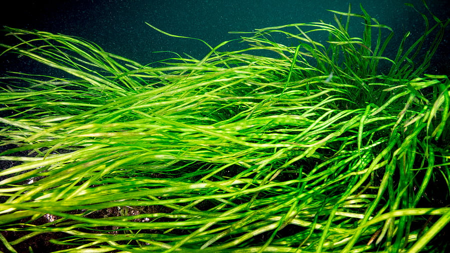 <div class="paragraphs"><p>Representative image showing eelgrass. </p></div>