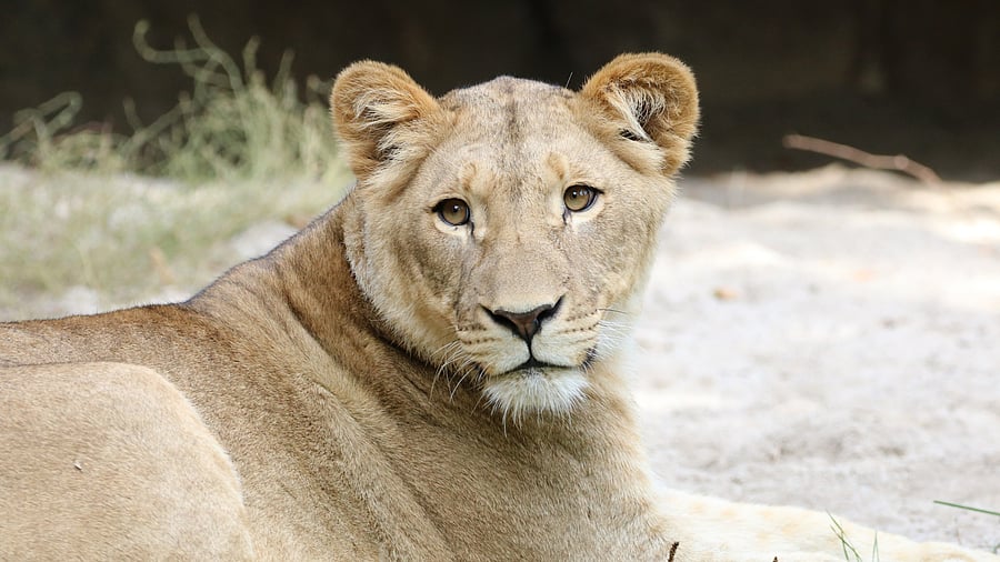 <div class="paragraphs"><p>Representative image showing a lioness.</p></div>