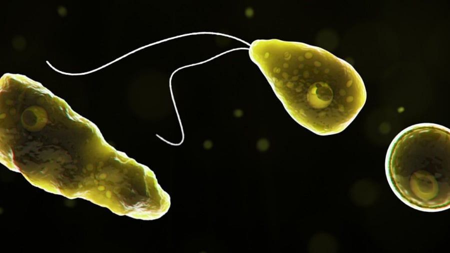 <div class="paragraphs"><p>Naegleria fowleri, commonly referred to as the “brain-eating amoeba”. </p></div>
