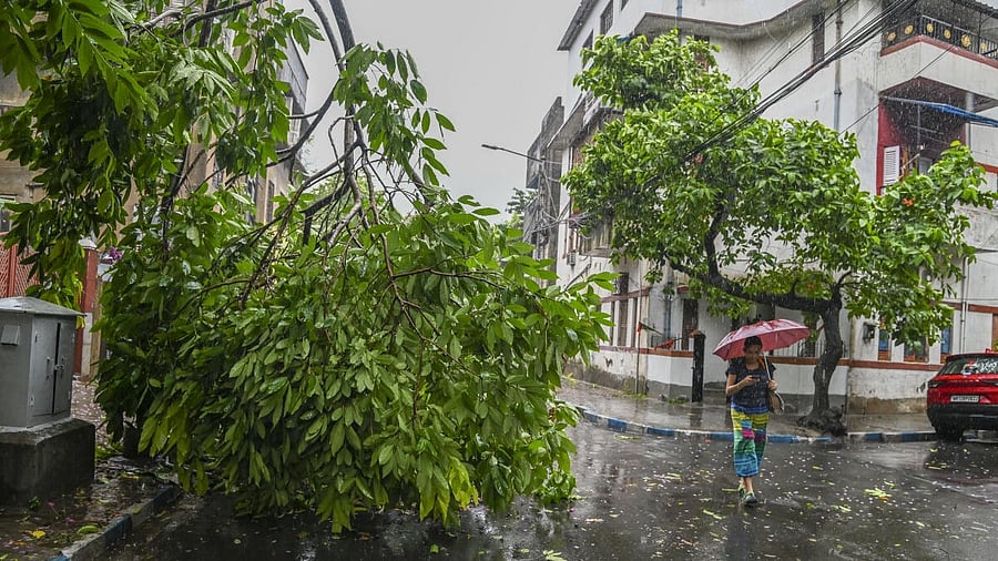 <div class="paragraphs"><p>A woman walks past an uprooted tree during rain in the aftermath of Cyclone Remal's landfall, in Kolkata, Monday, May 27, 2024.</p></div>