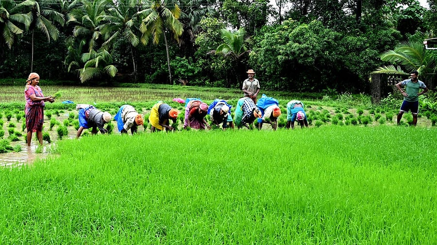 <div class="paragraphs"><p>Tulu folk songs called paddana are sung during paddy transplantation.</p></div>
