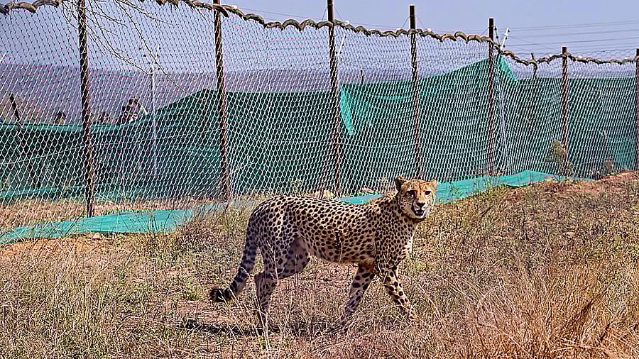 <div class="paragraphs"><p>Beyond wildlife conservation, the visit helped strengthen diplomatic and environmental cooperation between Kenya and India and opened the way for future collaborations.</p></div>