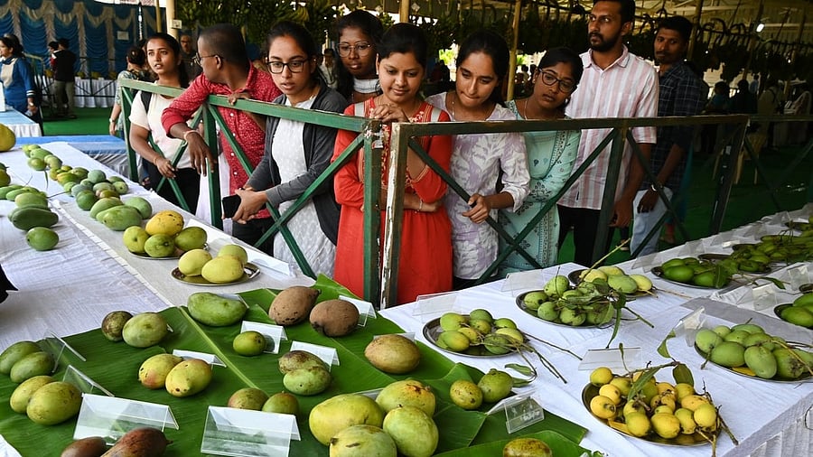 <div class="paragraphs"><p>Visitors at the Triphal Diversity Show, which began on Friday at IIHR, Hesaraghatta. </p></div>