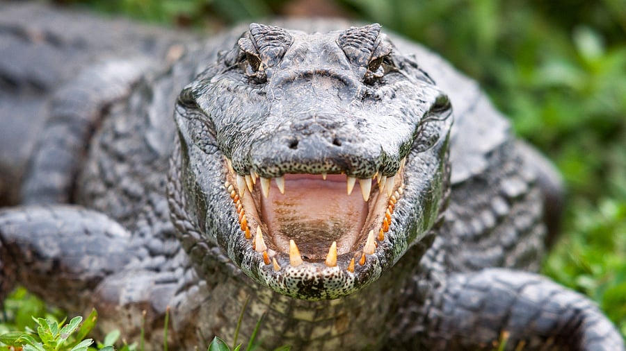 <div class="paragraphs"><p>Representative image showing a crocodile.</p></div>
