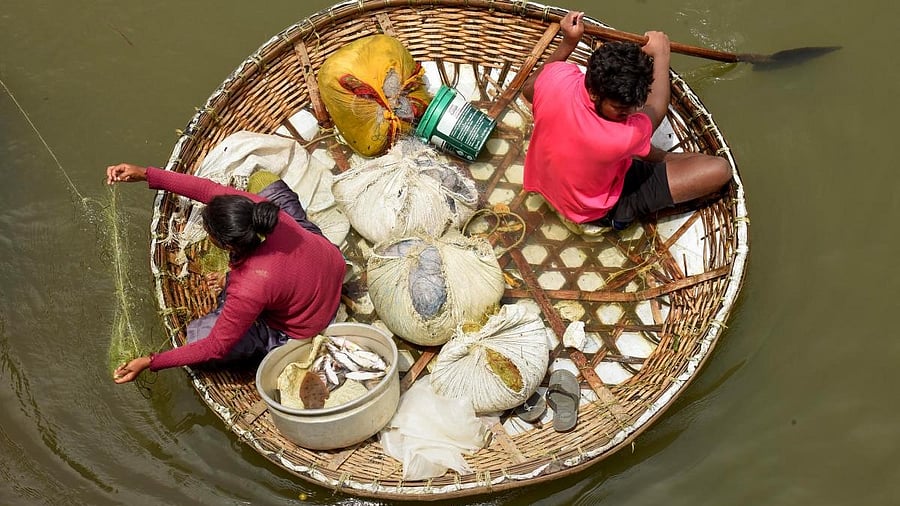<div class="paragraphs"><p>Fishermen on a coracle, a round bamboo raft, look for a catch in the backwaters of Kochi.</p></div>