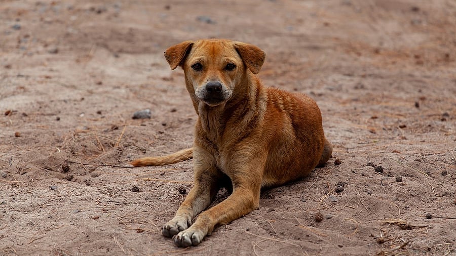 <div class="paragraphs"><p> Representative image showing&nbsp; a stray dog.</p></div>