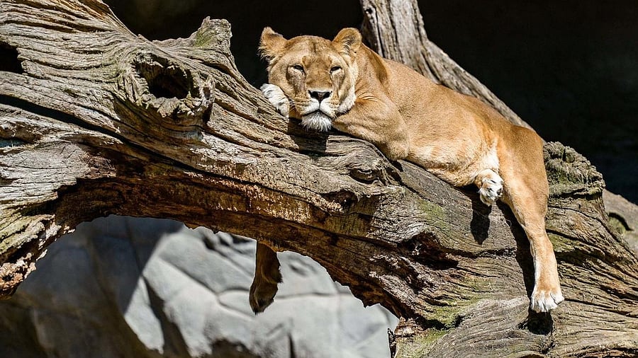 <div class="paragraphs"><p>Representative Image of a lioness.</p></div>