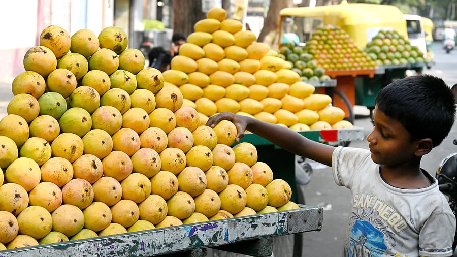 <div class="paragraphs"><p>In the market, the mango fruit is placed on a log and the boy is assembling the mango fruit in a cart pushed by the boy on Basavanagudi road. <br></p></div>