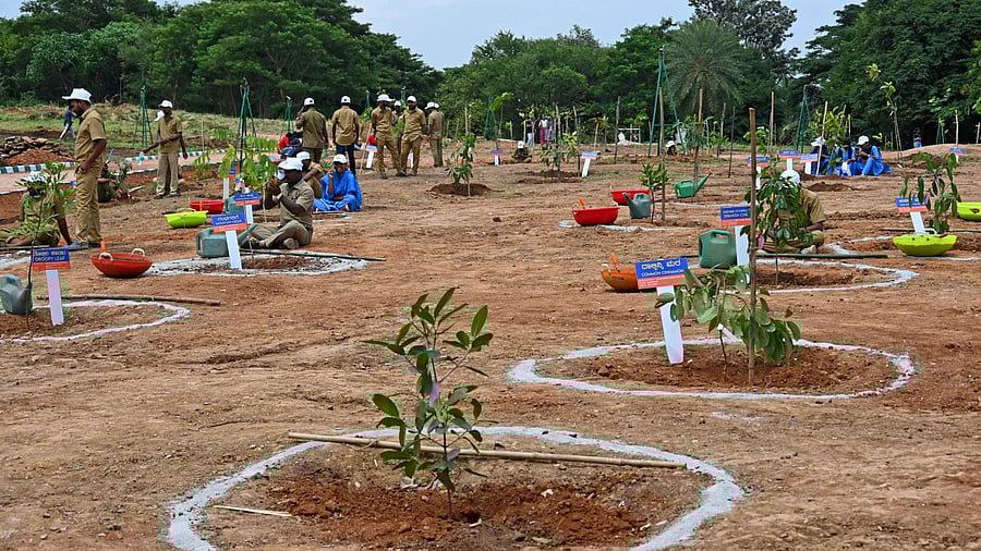 <div class="paragraphs"><p>Various saplings, mainly from Western Ghats planted at Lalbagh in Bengaluru on  August 01, 2023. </p></div>